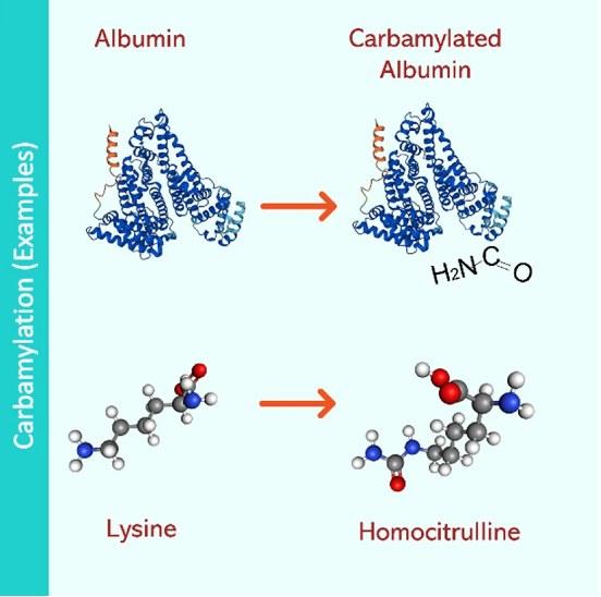 Carbamylation biomarker comparison