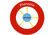 Carbamylation PheWAS